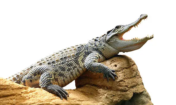 Photo of The Crocodile.