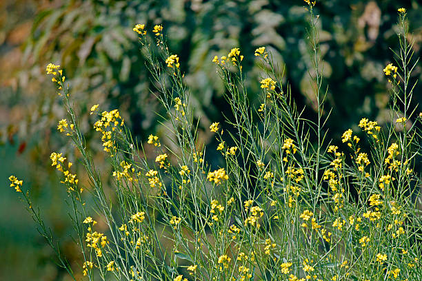 istock Brassica nigra, Black Mustard 509490109