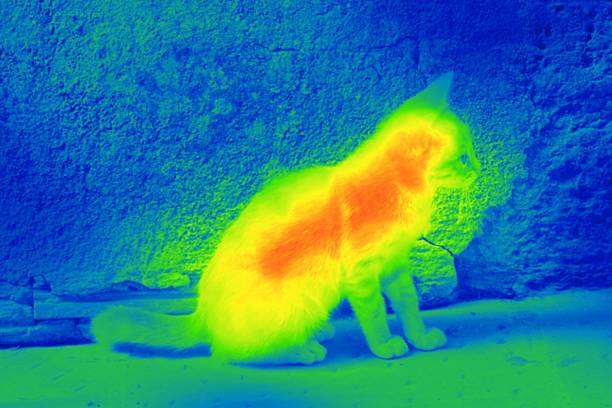 istock Cat on the street by thermal camera 509490131
