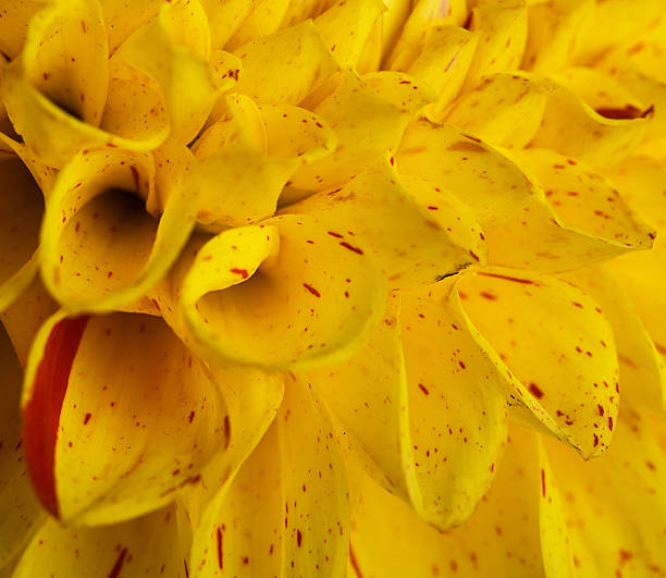 istock Colorful autumn chrysanthemums 509490505