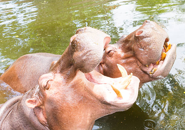 istock Hippopotamus is opening mouth 509490535