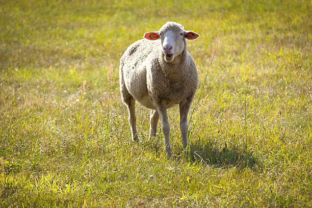 Sheep in the late afternoon, at the meadow, was seen in Brandenburg.