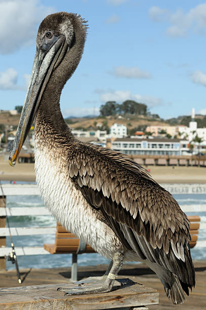 Pelican standing on the Pier of Pismo Beach, California stock photo