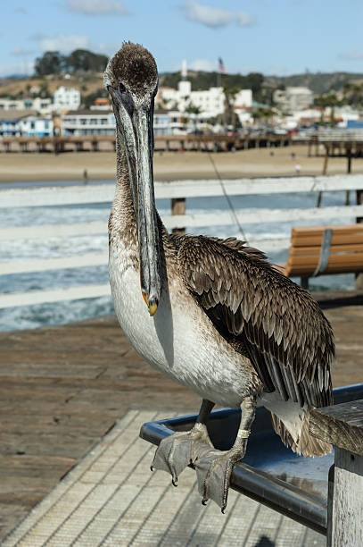 istock Pelican looking into the Camera in Pismo Beach, California 509490842
