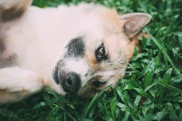 istock Dog and puppies 509490986