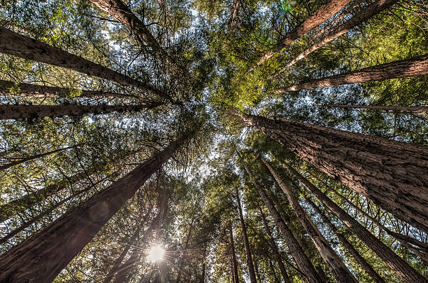 istock Muir Woods Looking up, San Francisco 509491006