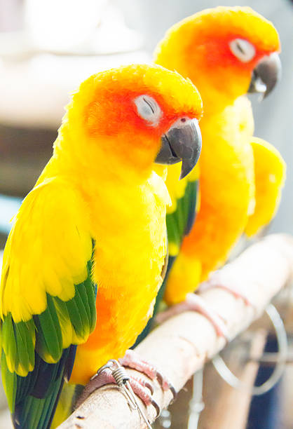 istock Macaw bird in the farm 509491061