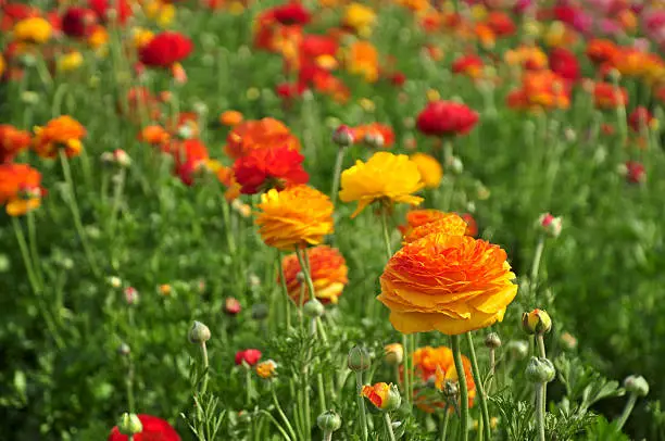 Selective focus on a pretty orange Ranunculus in a field of flowers.