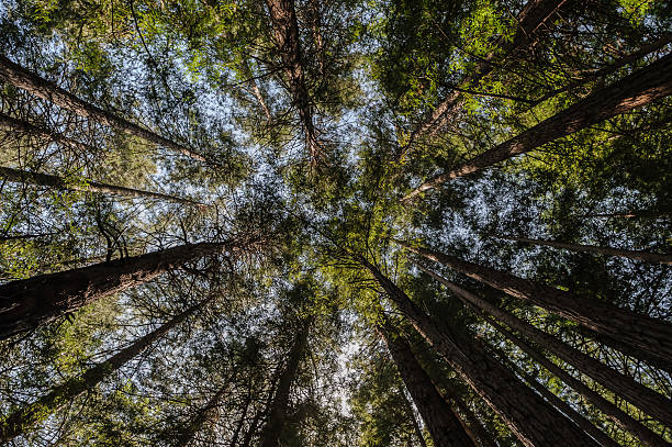 istock Muir Woods Looking up HDR , San Francisco 509491082