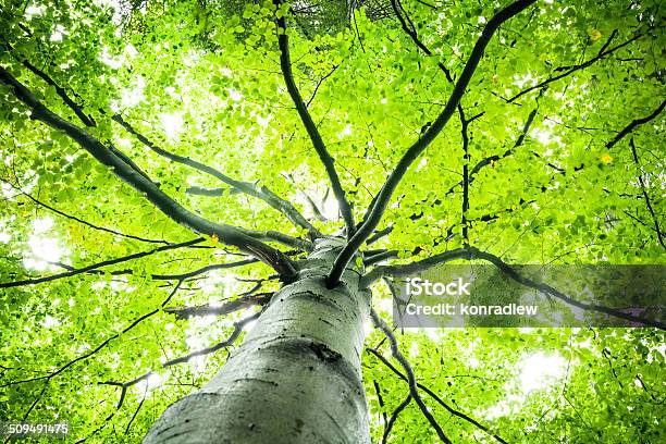 연두빛 트리 및 녹색 잎루킹 바라요 계절에 대한 스톡 사진 및 기타 이미지 - 계절, 공원, 나무