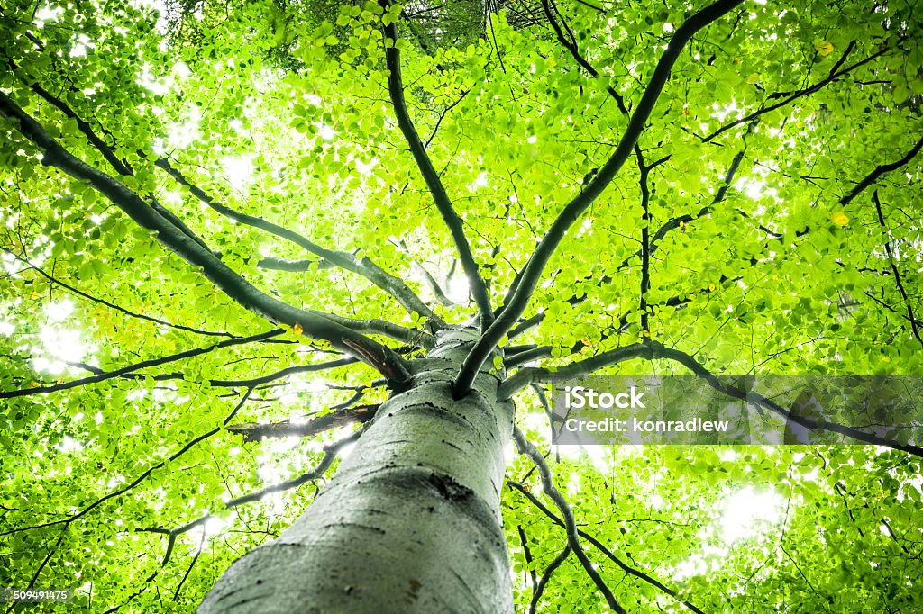 Primavera verde folhas de árvore e olhando para cima - Royalty-free Alto - Descrição Física Foto de stock