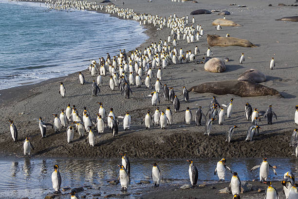 istock Thousands of King Penguins march to safety 509491871