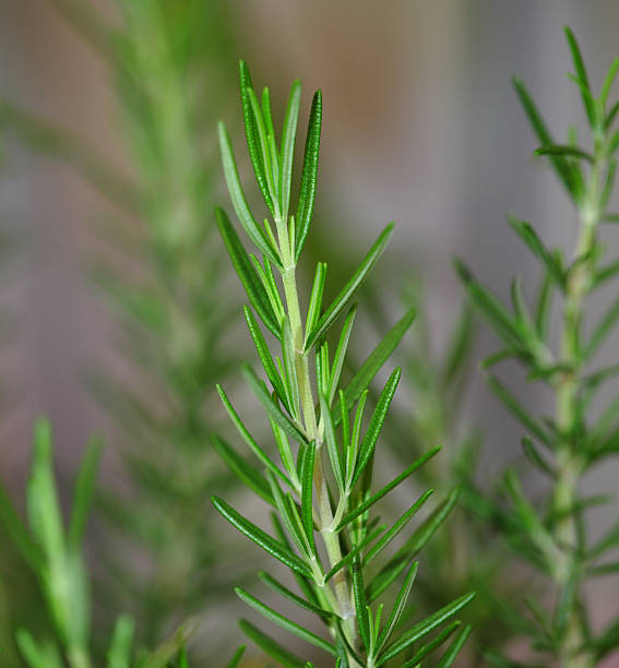 istock Rosemary bush close up the leaves. 509493193