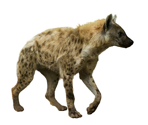 Spotted hyena on white Spotted hyena (Crocuta crocuta) on white background hyena photos stock pictures, royalty-free photos & images