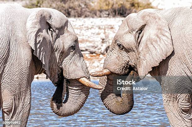 Two African Elephants Face To Face In Etoshna Park Namibia Stock Photo - Download Image Now