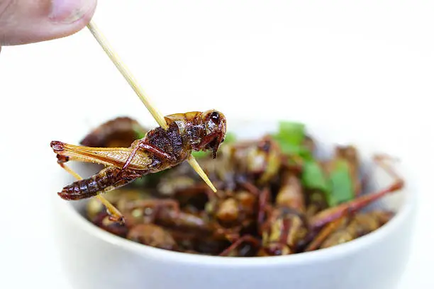 grasshopper fried on a stick