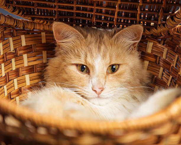 istock Red cat resting in a wicker basket 509495686