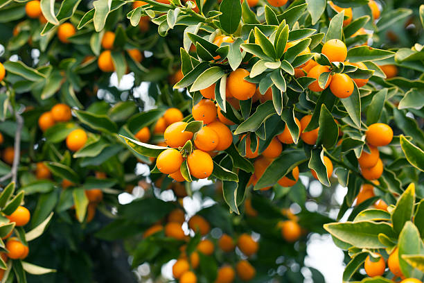 branche de kumquat - leaf branch tree green photos et images de collection