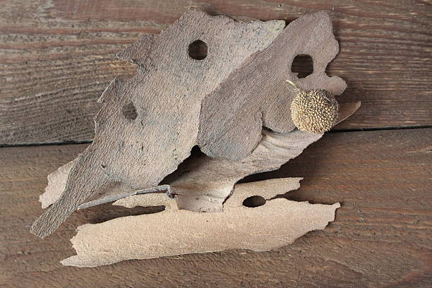 istock Bark of sycamore 509496968