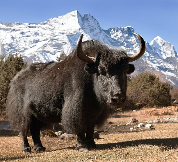 istock Black yak on the way to Everest base camp 509499642