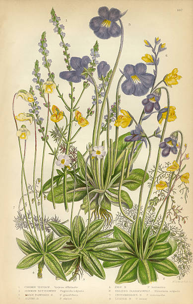 Verbena, Vervain, Butterworth, Pinguicula, Bladderwort, Victorian Botanical Illustration Very Rare, Beautifully Illustrated Antique Engraved Verbena, Vervain, Butterworth, Pinguicula, Bladderwort, Victorian Botanical Illustration, from The Flowering Plants and Ferns of Great Britain, Published in 1846. Copyright has expired on this artwork. Digitally restored. utricularia stock illustrations