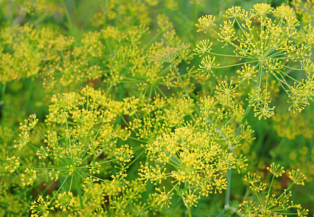 istock Flowering dill and blurred bokeh as background 509510705