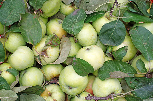 istock Green apples with leaves as background 509510709