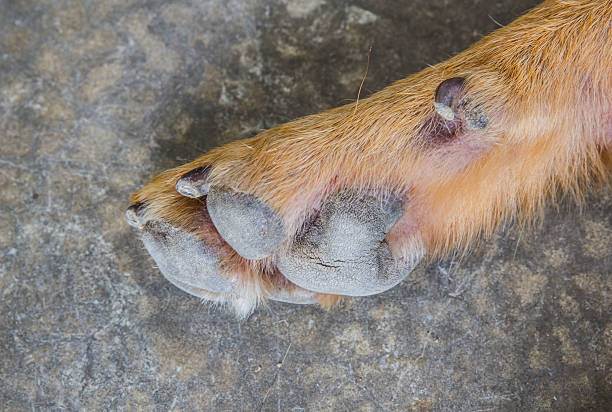 istock dog paw with pads on a light carpet, 509511199