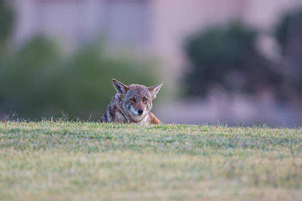 койот - coyote desert outdoors day стоковые фото и изображения