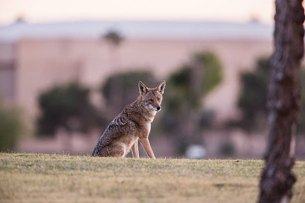 койот - coyote desert outdoors day стоковые фото и изображения