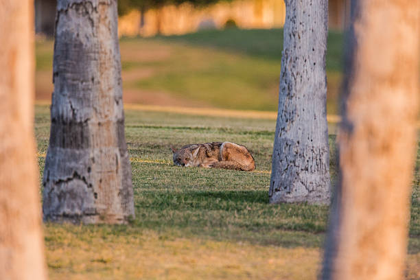койот - coyote desert outdoors day стоковые фото и изображения