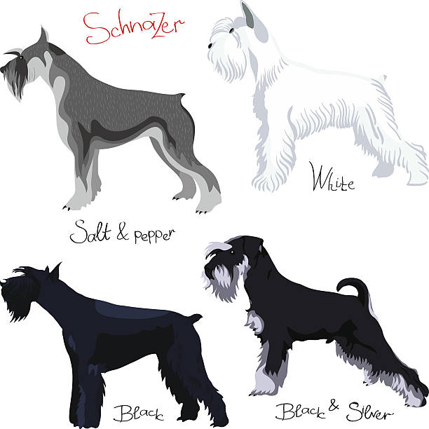 istock vector set of purebred dogs of different colors Schnauzer 509512045