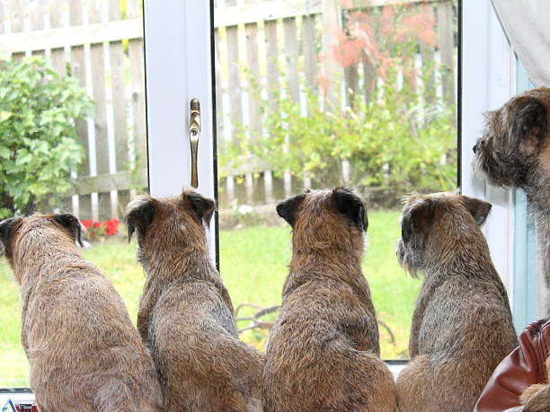 istock Border Terriers looking out of the window, waiting 509512211