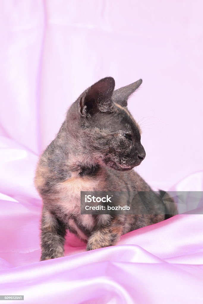 Young canadian sphinx cat Young canadian brush sphinx cat  on pink background Animal Stock Photo