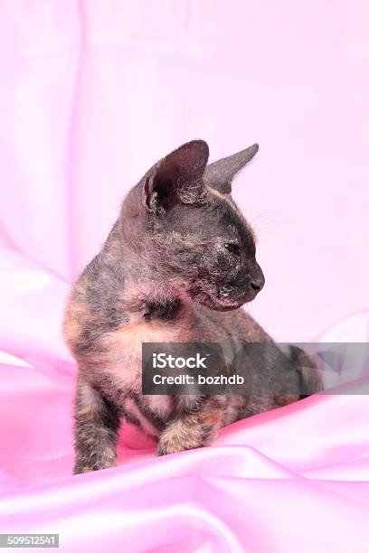 Young Canadian Sphinx Cat Stock Photo - Download Image Now - Animal, Animal Body Part, Animal Ear