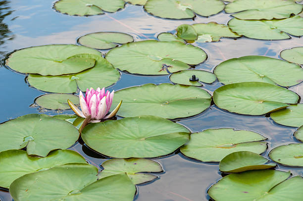 istock Water lilly in a pond 509512847