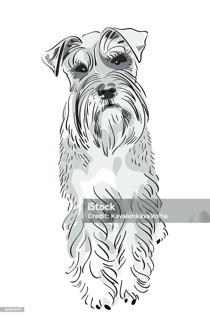 vector Miniature Schnauzer dog dog breed Miniature Schnauzer salt-and-pepper color seriously looking Schnauzer stock vector