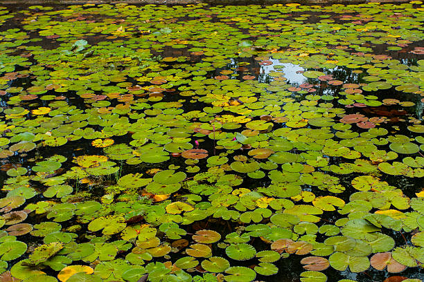 istock Natural lotus pond 509513779