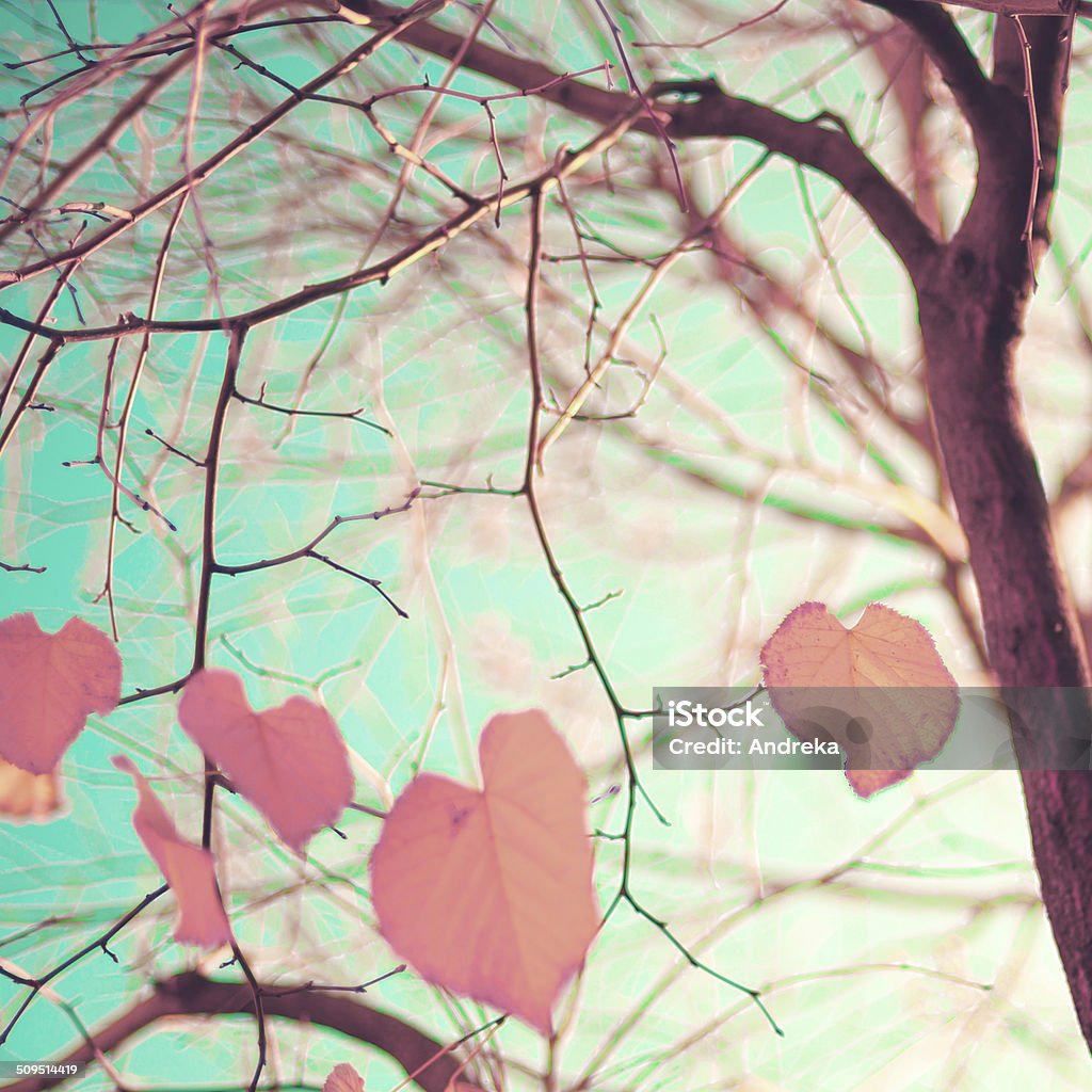 Pastellfarbene herzförmige Herbst Blätter - Lizenzfrei Herzform Stock-Foto