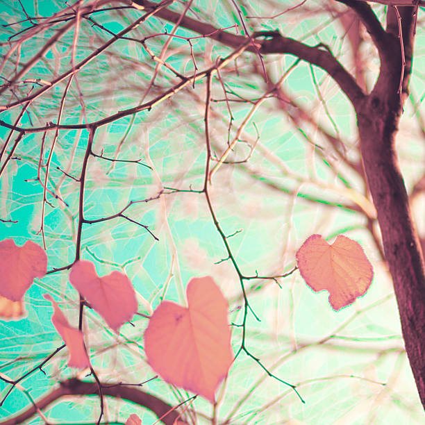 Pastel Heart-shaped autumn leaves stock photo