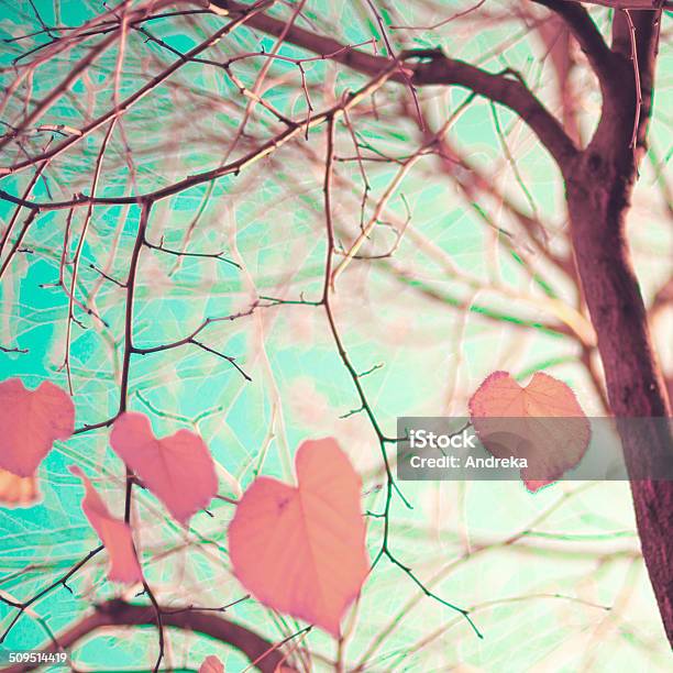 Pastel Heartshaped Autumn Leaves Stock Photo - Download Image Now - Heart Shape, Nature, Autumn