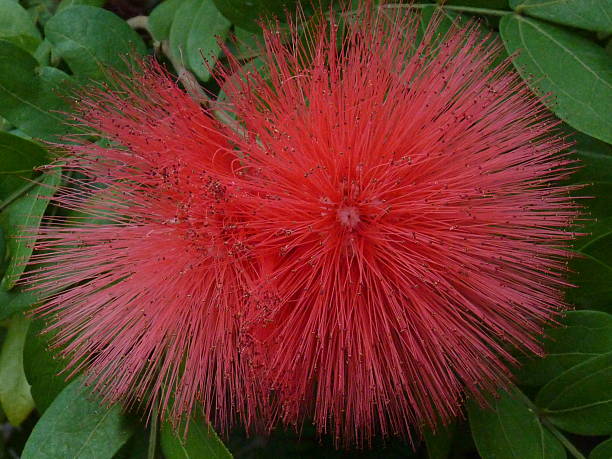istock Red Pom Pom Flower 509514537