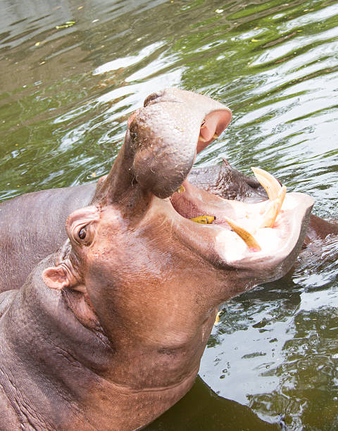 istock Hippopotamus in the river 509515917
