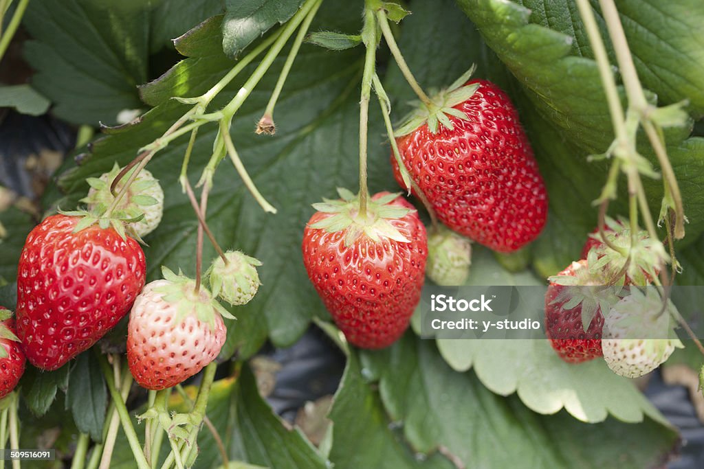 Strawberry field Agriculture Stock Photo