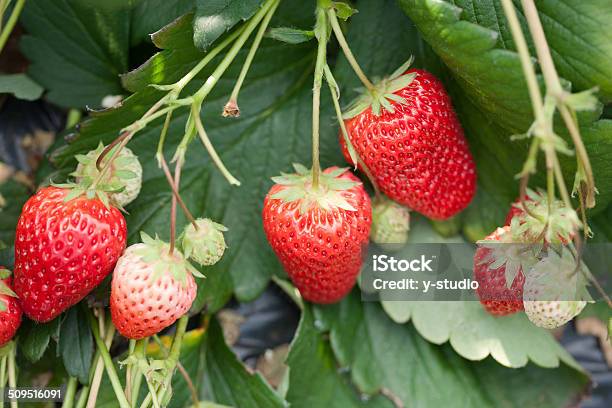 Strawberry Field Stock Photo - Download Image Now - Agriculture, April, Chiba Prefecture