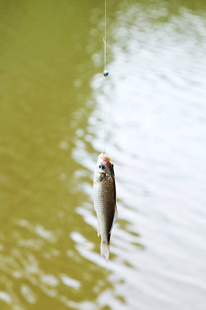 istock fished out of river small bream hanging on line 509516105