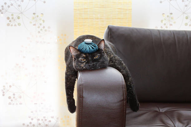 gueule de bois - illness domestic cat headache animal photos et images de collection