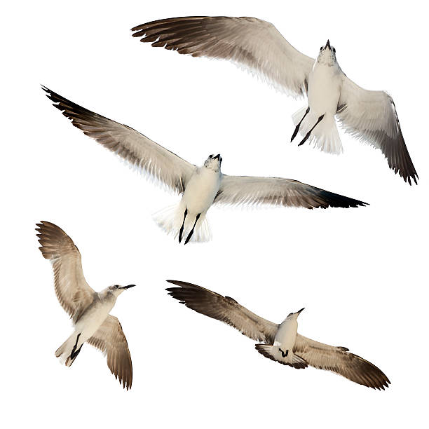 istock Set of Seagulls (Clipping Path) 509529974
