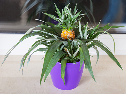Pineapple is grown in pot on the windowsill, houseplant