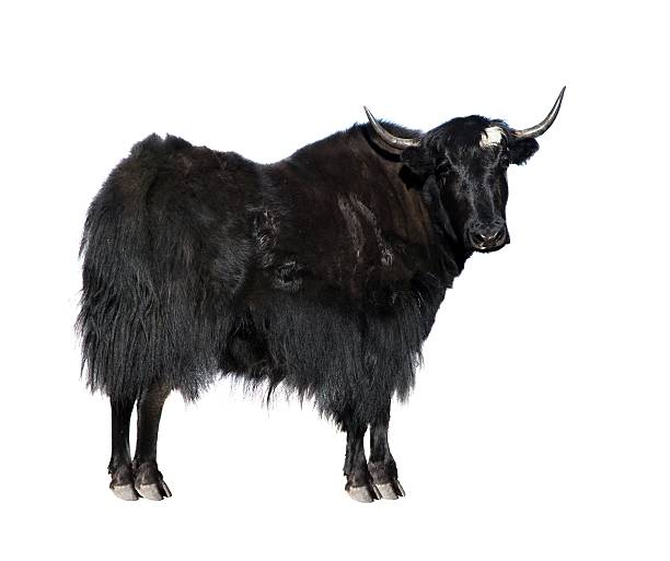 istock black yak (Bos mutus) isolated on white background 509530536